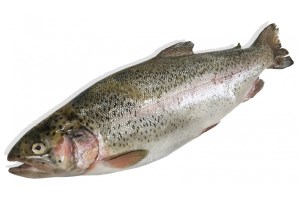 ماهی قزل سالمون