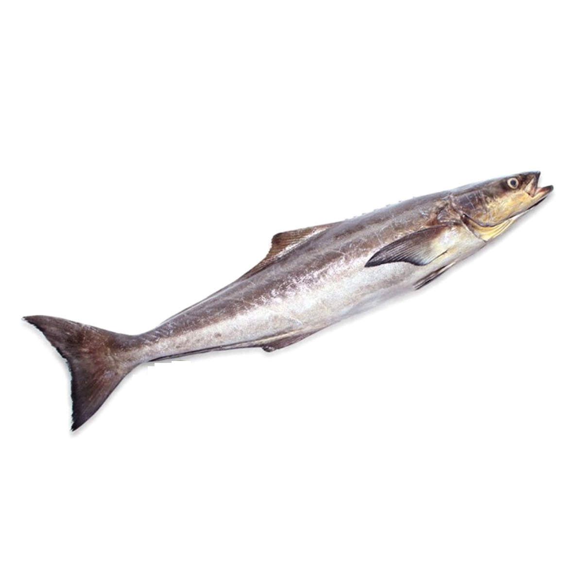 ماهی سه کله