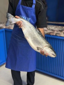 سالمون نروپی