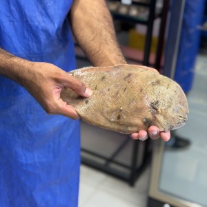 ماهی مزلک یا کوشک