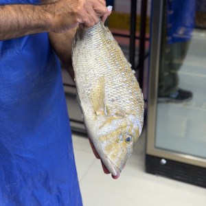 ماهی شعری